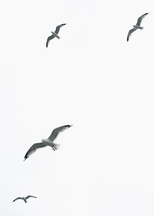Free Birds Flying in the Sky Stock Photo