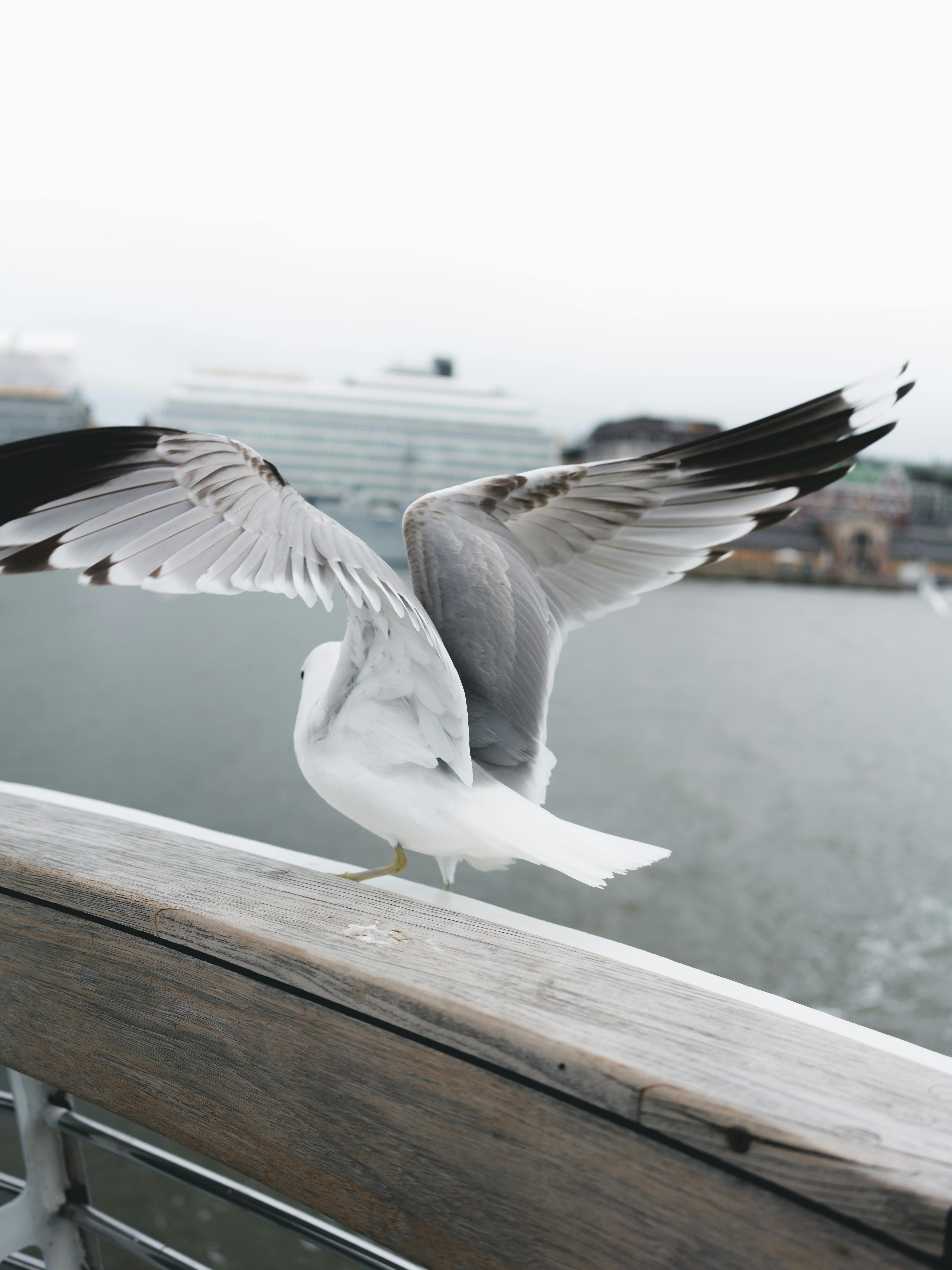 一只海鸥张开翅膀，停在水边的栏杆上