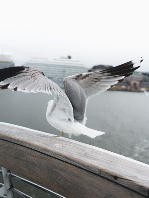 A seagull spreads its wings while perched on a railing by a waterfront.