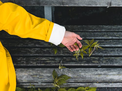 Photo Of Person Holding Leaves