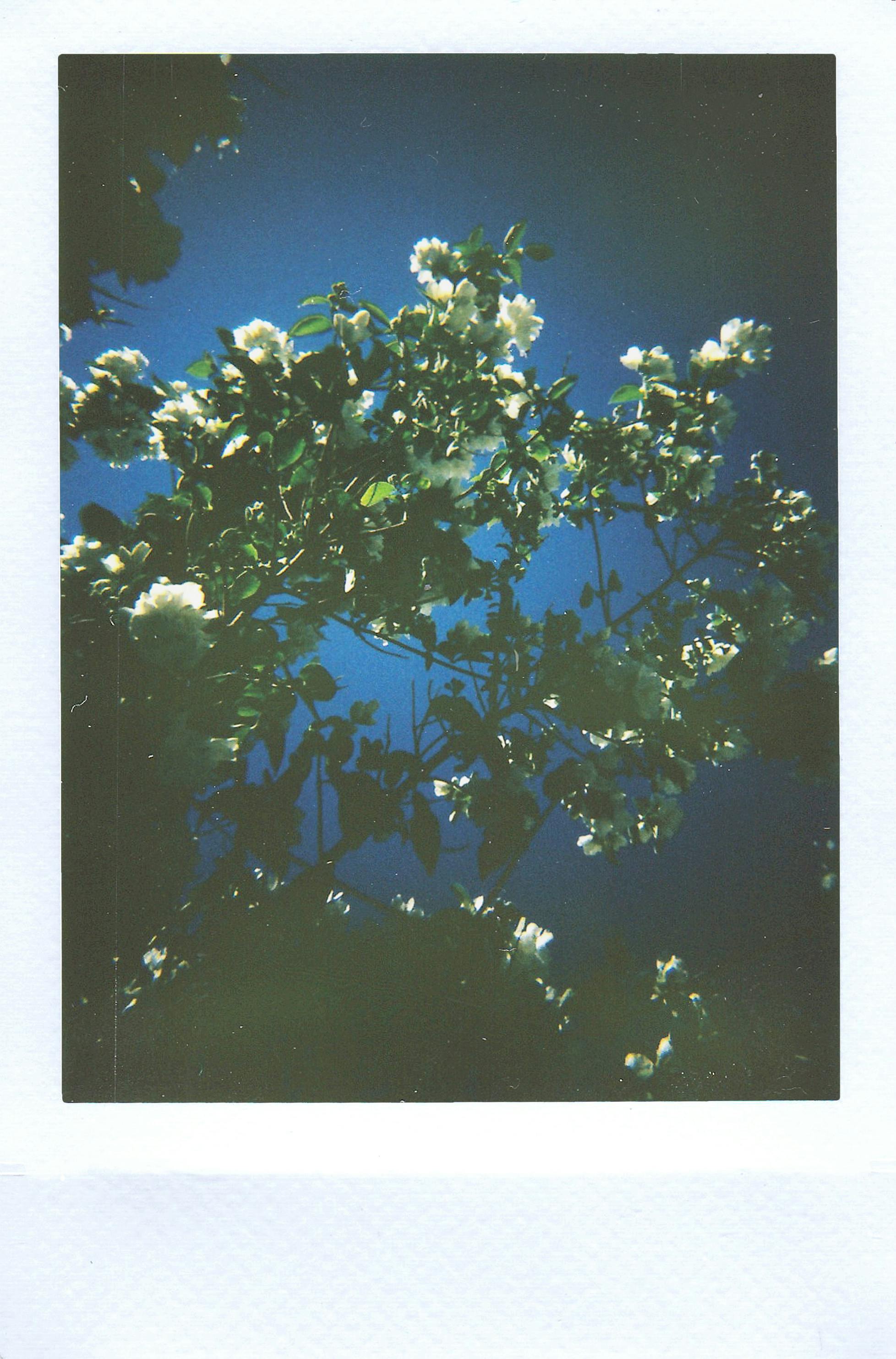 一张风景即时电影照片，深蓝色的夜空映衬着开花的树枝