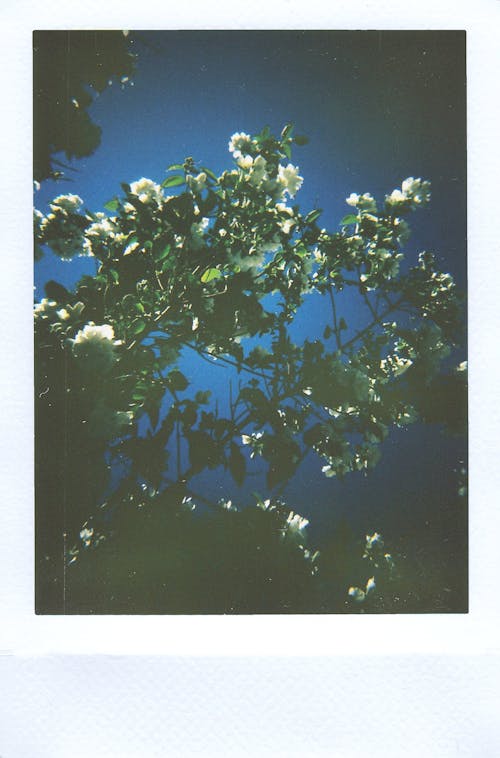 Foto De Flores Durante A Noite