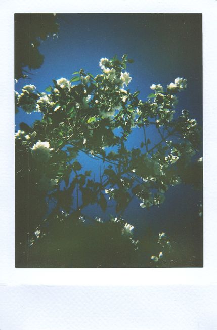 A scenic instant film photo of flowering tree branches against a deep blue evening sky.