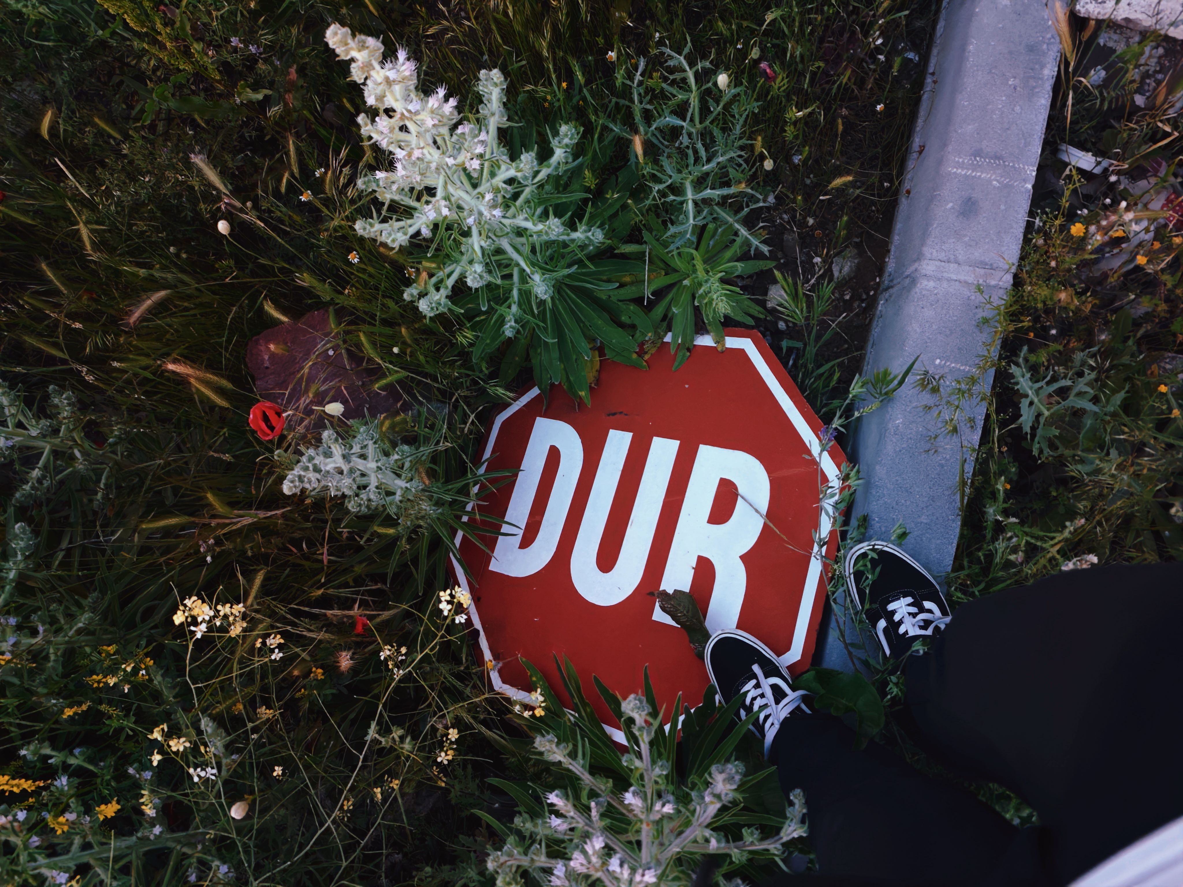 A fallen stop sign partially covered by lush greenery and wildflowers on a roadside.