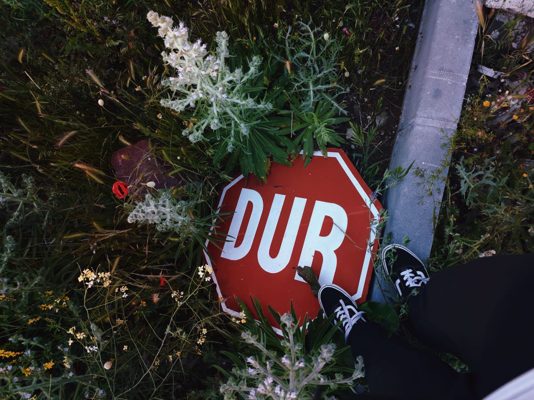 A fallen stop sign partially covered by lush greenery and wildflowers on a roadside.