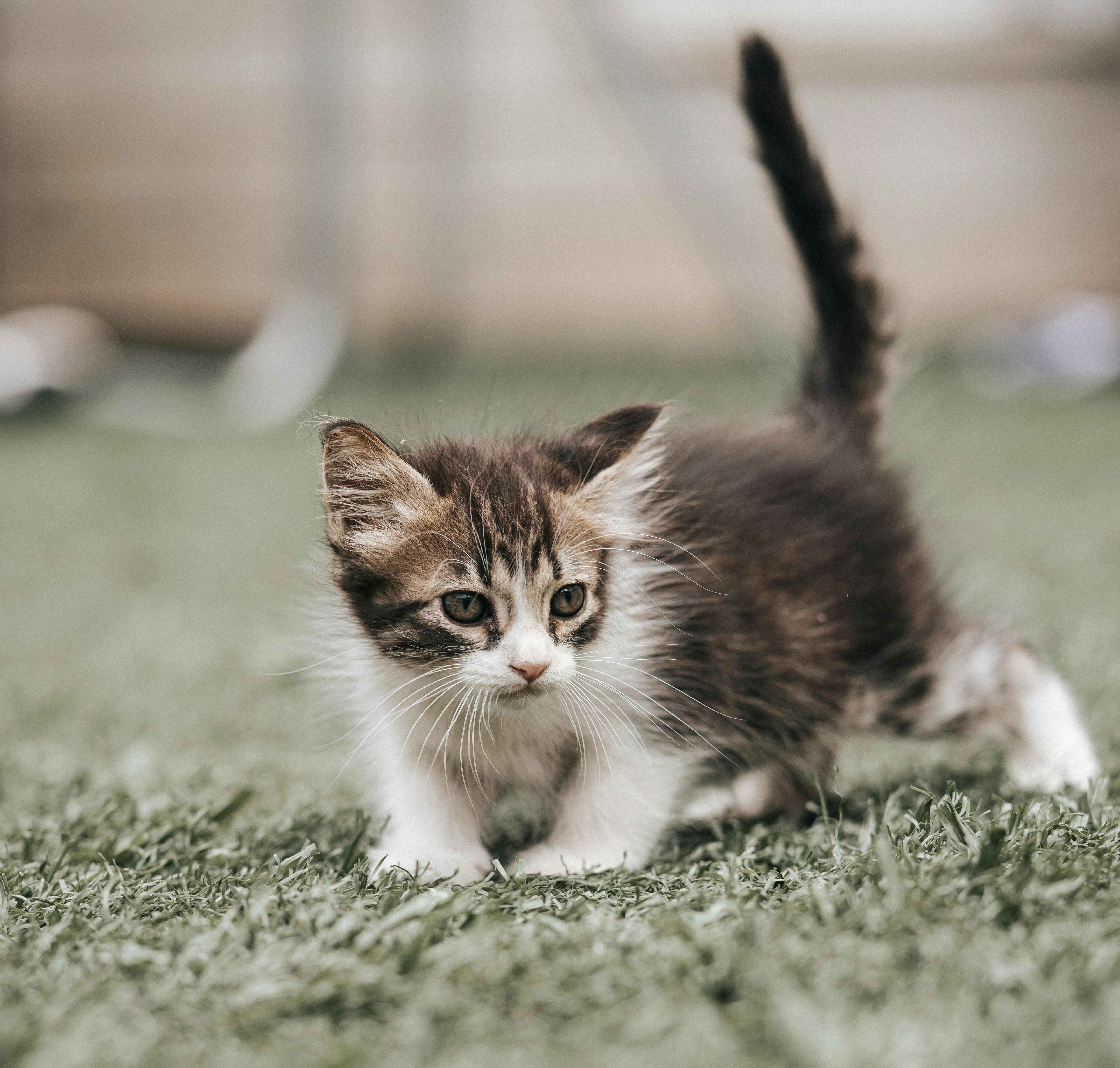 Animal Care Services Offers Pet Safety Tips for Easter — Photo by Raúl Castaños on Pexels