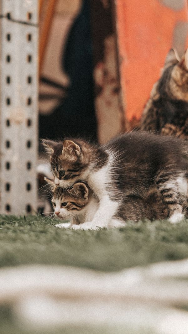Dois gatinhos fofos brincando na grama ao ar livre, capturados em um momento encantador com um fundo em suave desfocado.