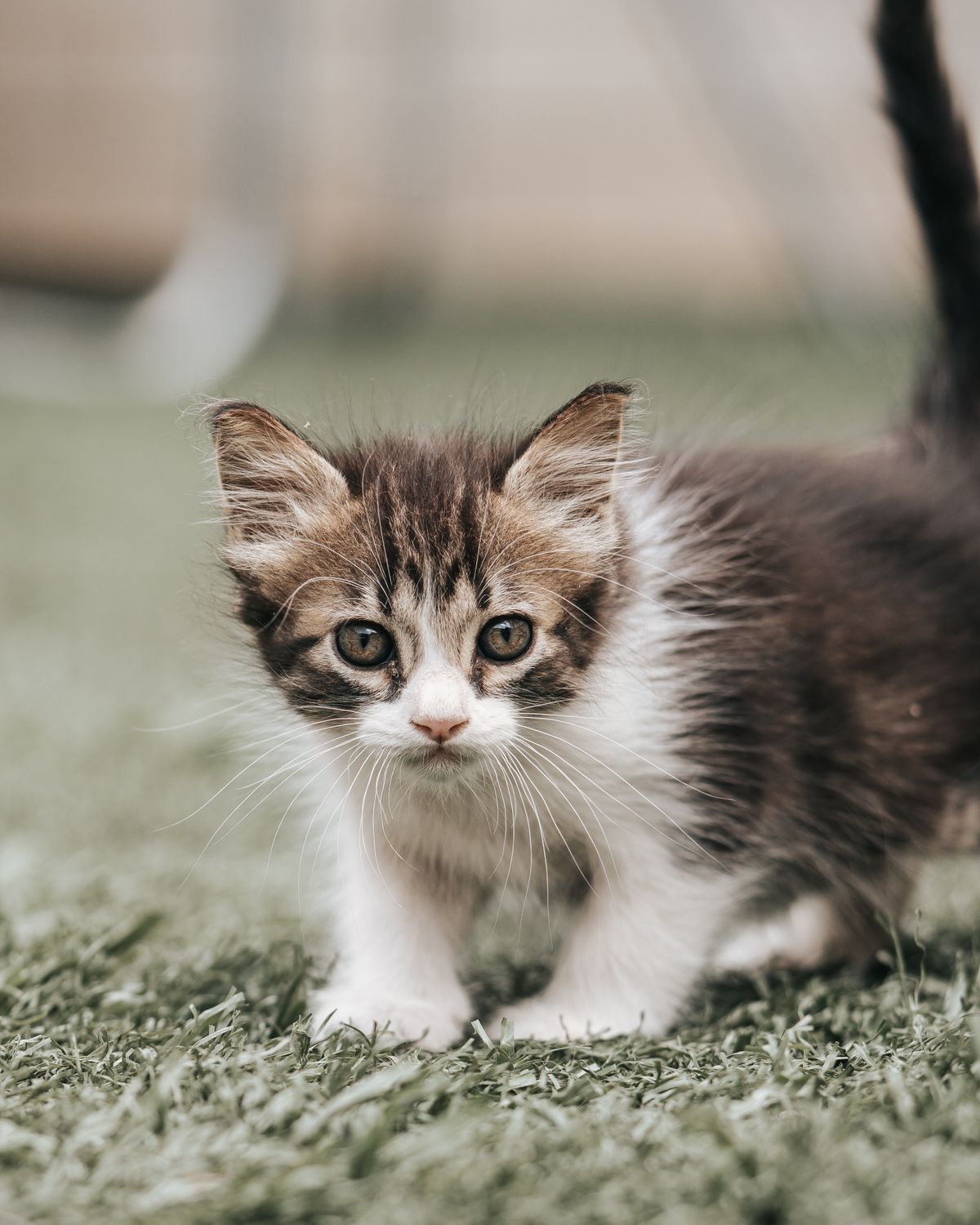 Photo Of Katie A Domestic Shorthair Kitten In Kansas City Mo Usa photo-of-katie-a-domestic-shorthair-kitten-in-kansas-city-mo-usa