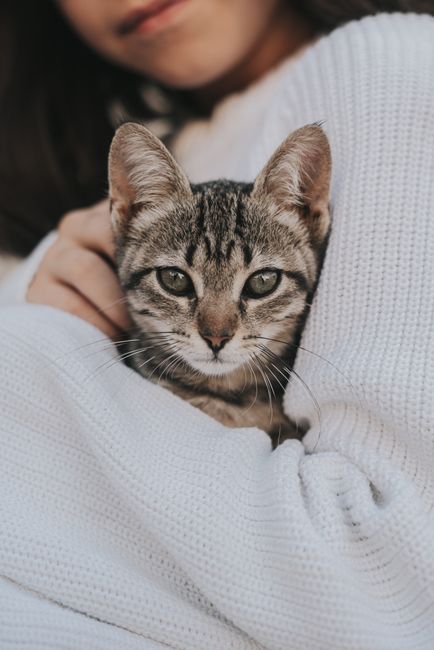 A woman gently cradles a cute tabby kitten wrapped in a cozy white sweater.