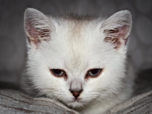 Kostnadsfri bild av brittisk korthår, kattögon, ögon
