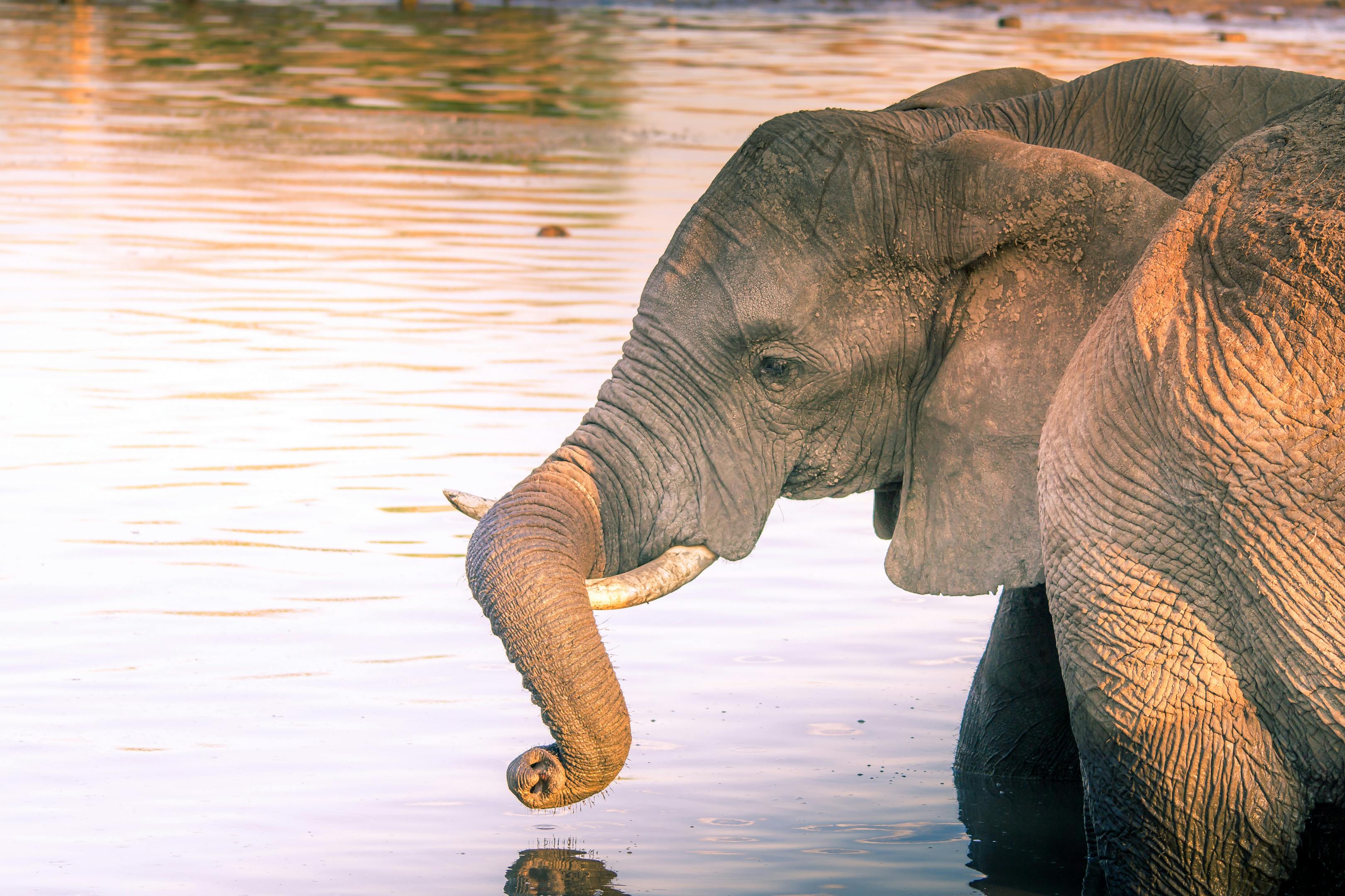 Close-up of African elephants drinking at a lakeshore, captured in warm evening light.