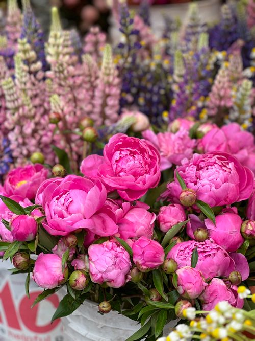 Free Bright pink peonies and colorful lupines in a vibrant floral display, perfect for garden enthusiasts. Stock Photo
