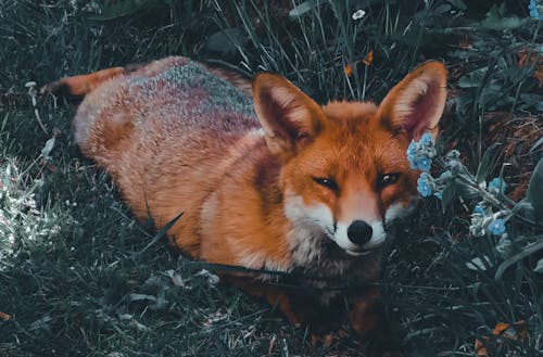 Δωρεάν στοκ φωτογραφιών με αλεπού, αλεπού του Λονδίνου, αλεπούδες