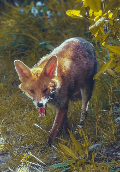 倫敦福克斯, 狐狸, 都市狐狸 的 免費圖庫相片