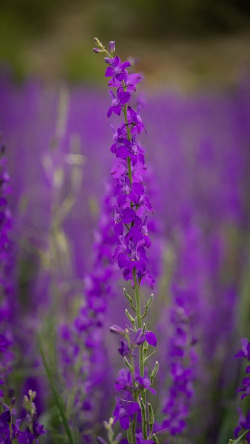 Fotobanka s bezplatnými fotkami na tému kvet, mak, purpurová