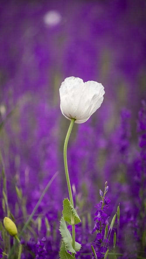 Fotobanka s bezplatnými fotkami na tému kvet, mak, purpurová