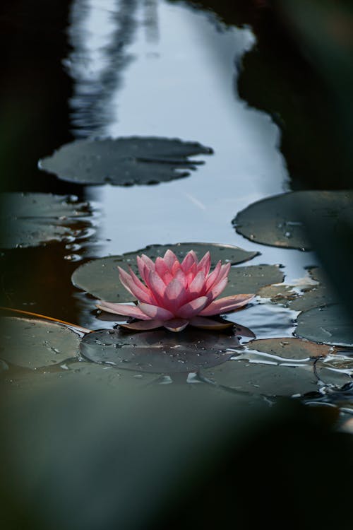 Water Lilly pink flower