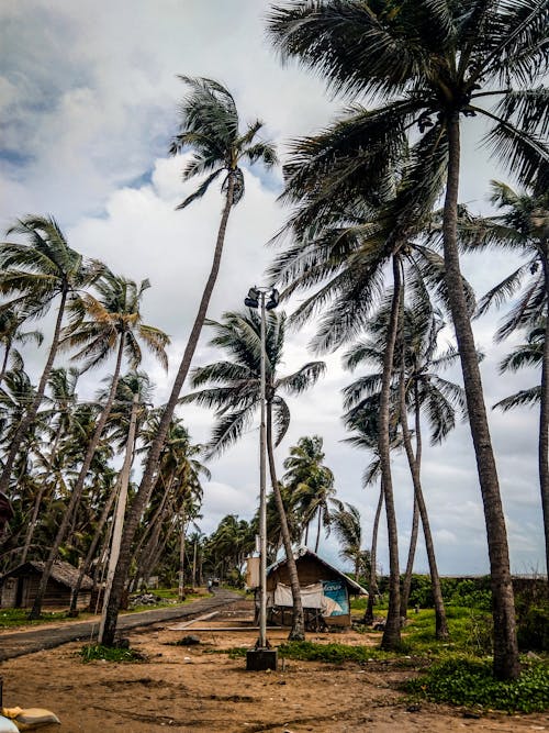 Photo of Palm Trees Under Cloudy Sky