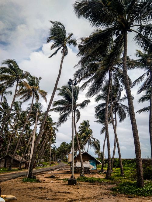 Free A peaceful tropical scene with coconut palms on a sandy beach under a cloudy sky. Stock Photo