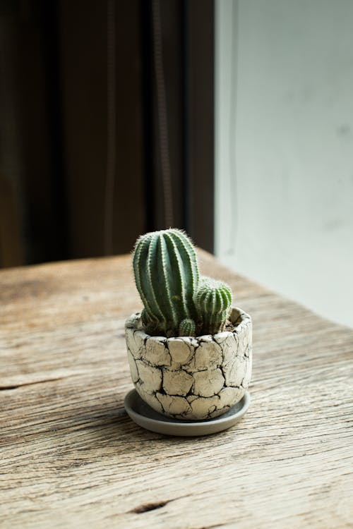 Photo Of Cactus Plant On Top Of The Table