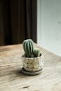 自然光线下，室内木桌上装饰锅里的仙人掌特写