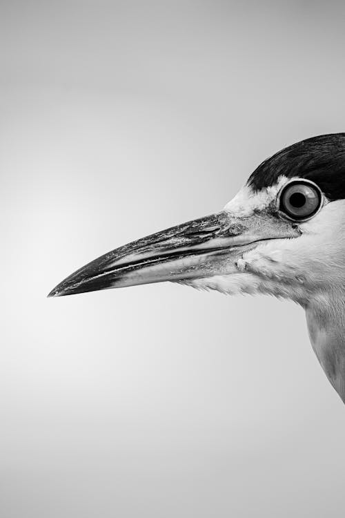 Black and white photo of a bird with a long beak