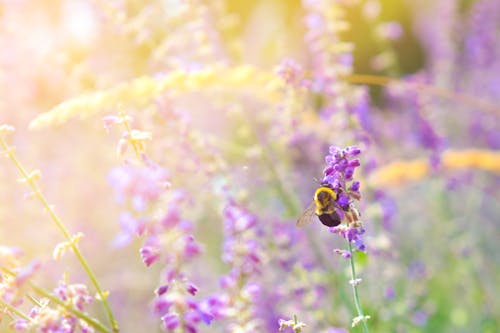 Free stock photo of beautiful, bee, bumblebee