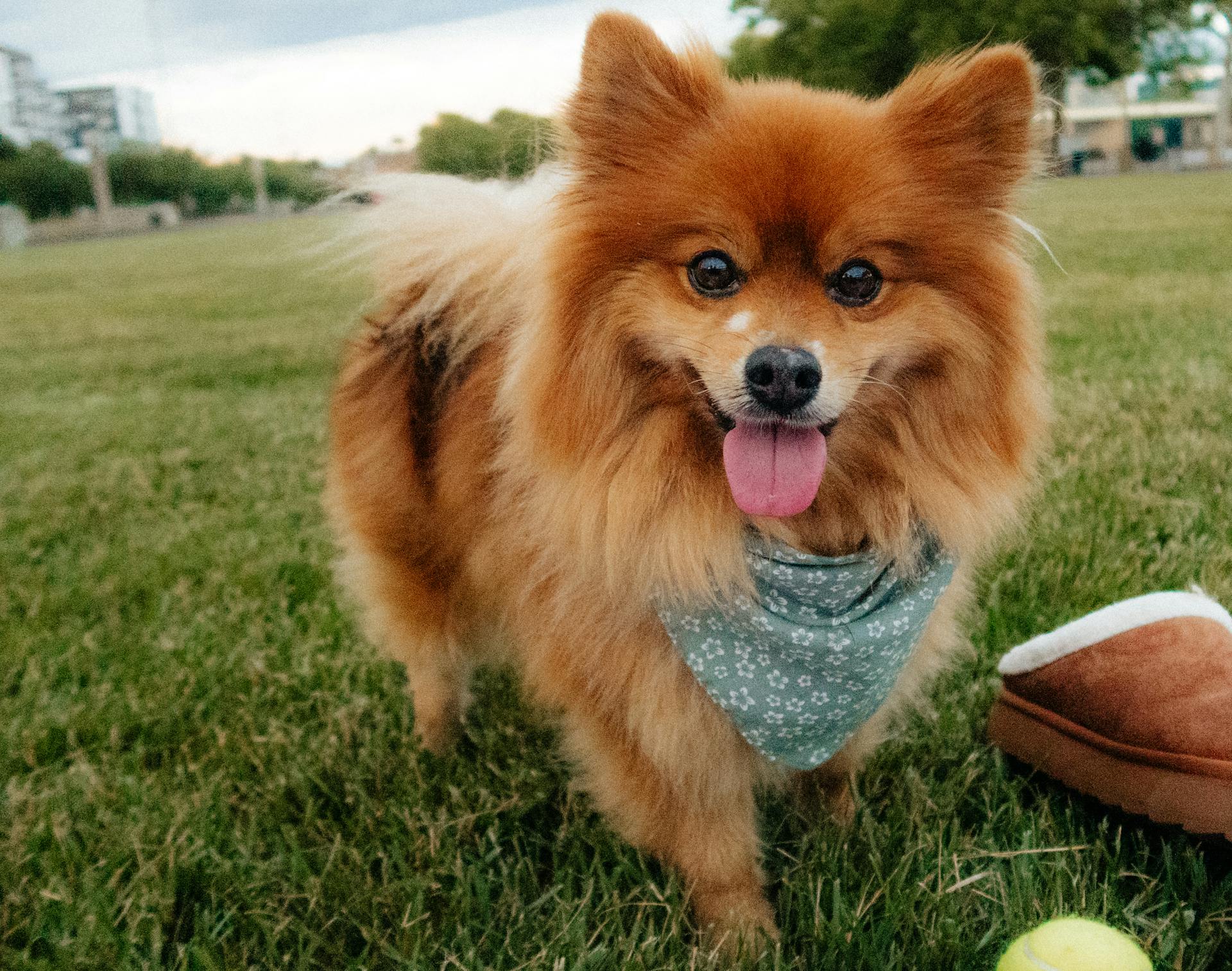 Pomeranian Dog with Bib