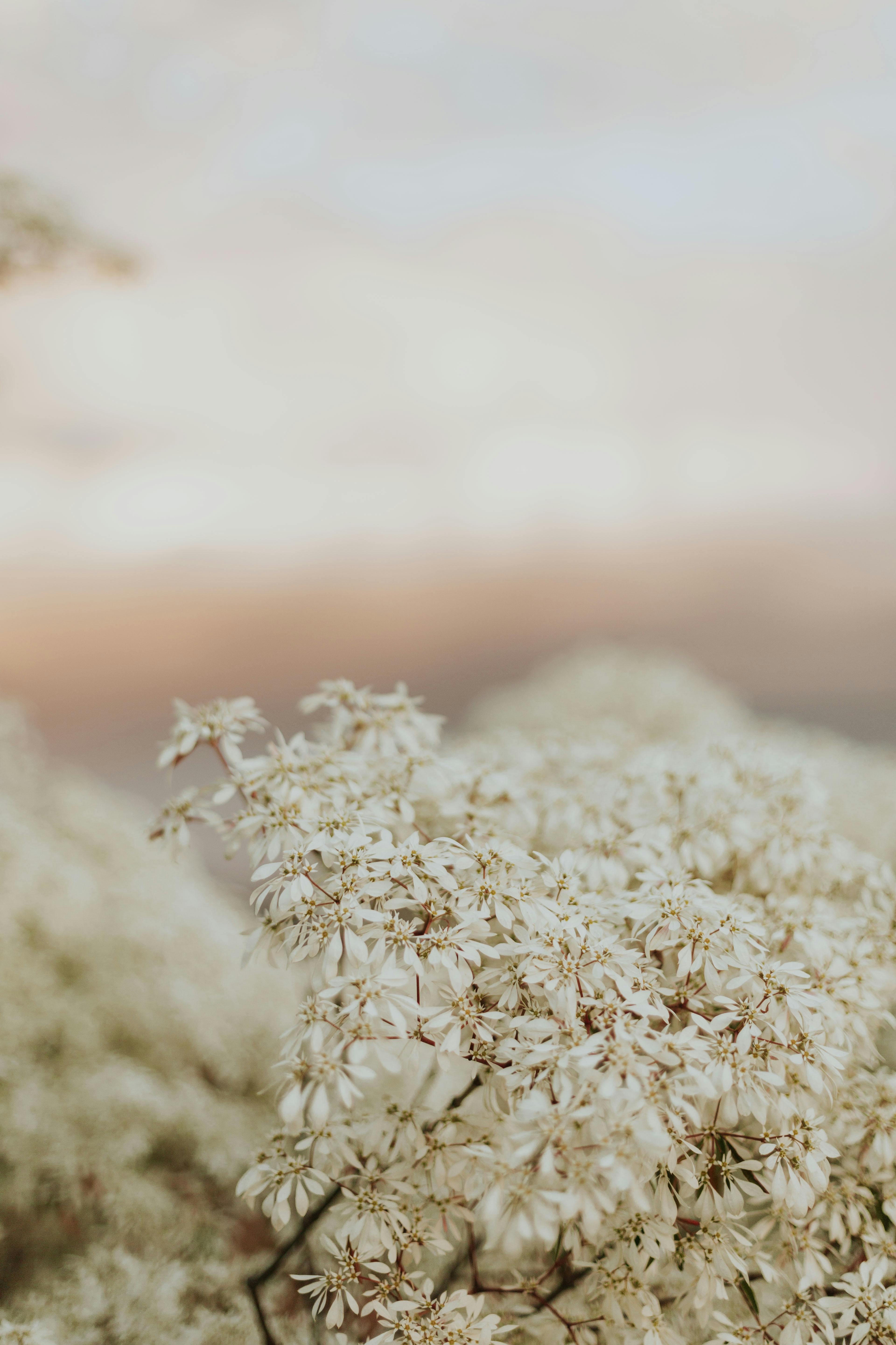 white flowers petals