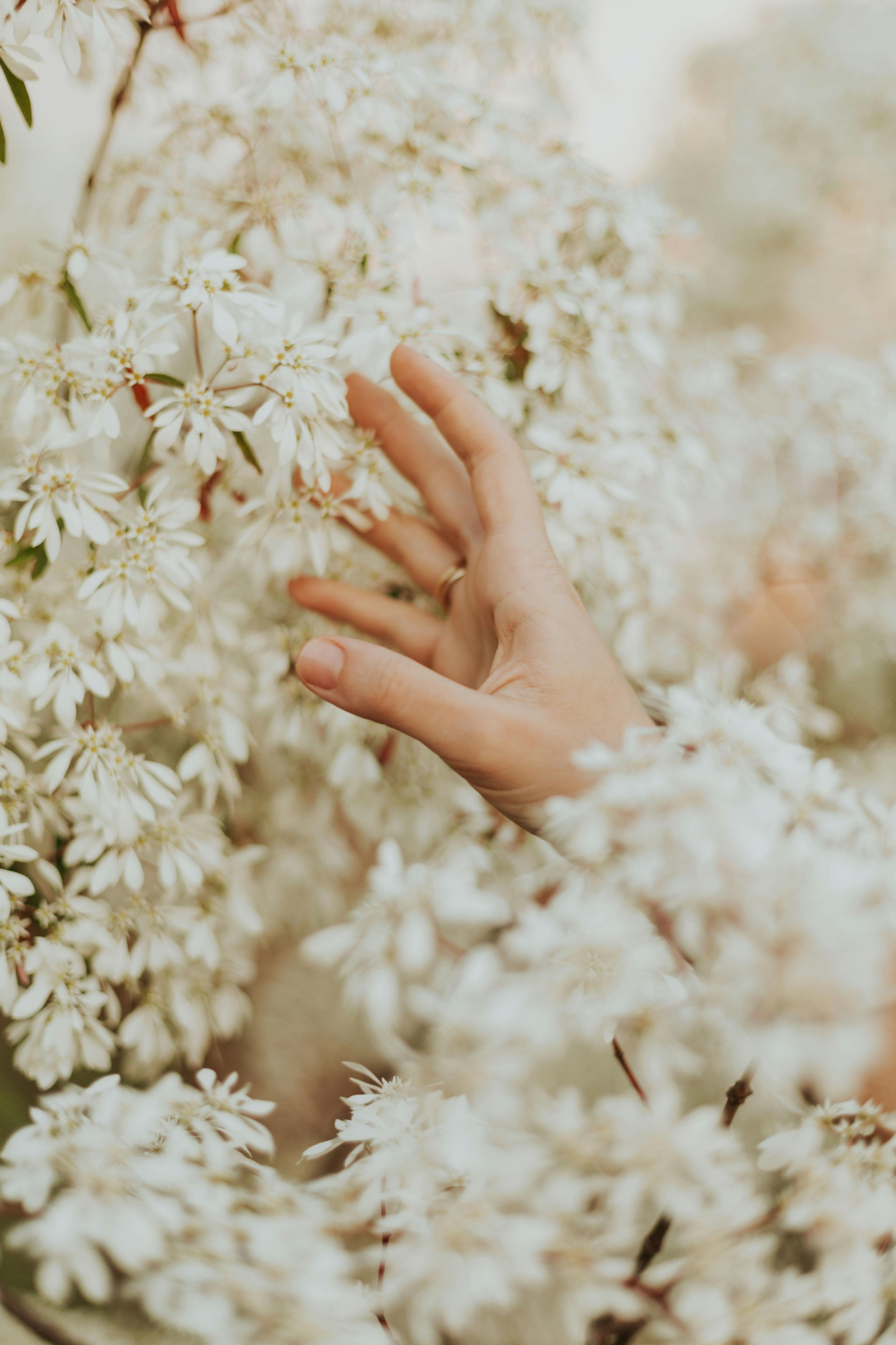 hand touching white delicate flowers on branch