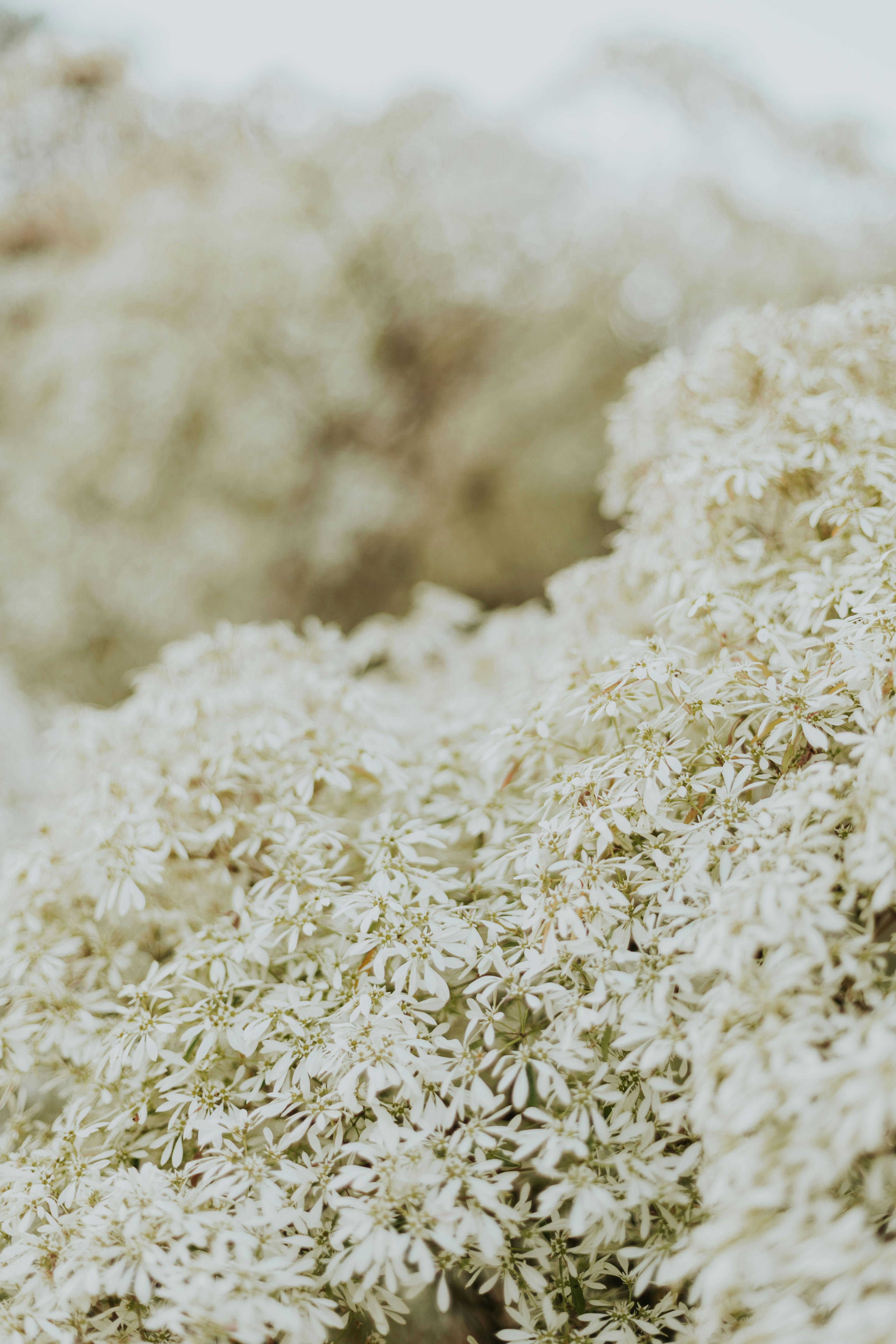 400.000+ melhores imagens de White Roses Withe White Background ...