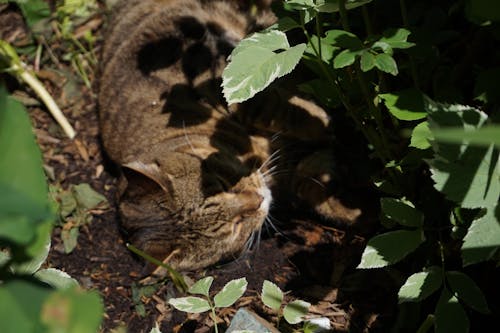 ネコ, フラワーズ, 動物の無料の写真素材