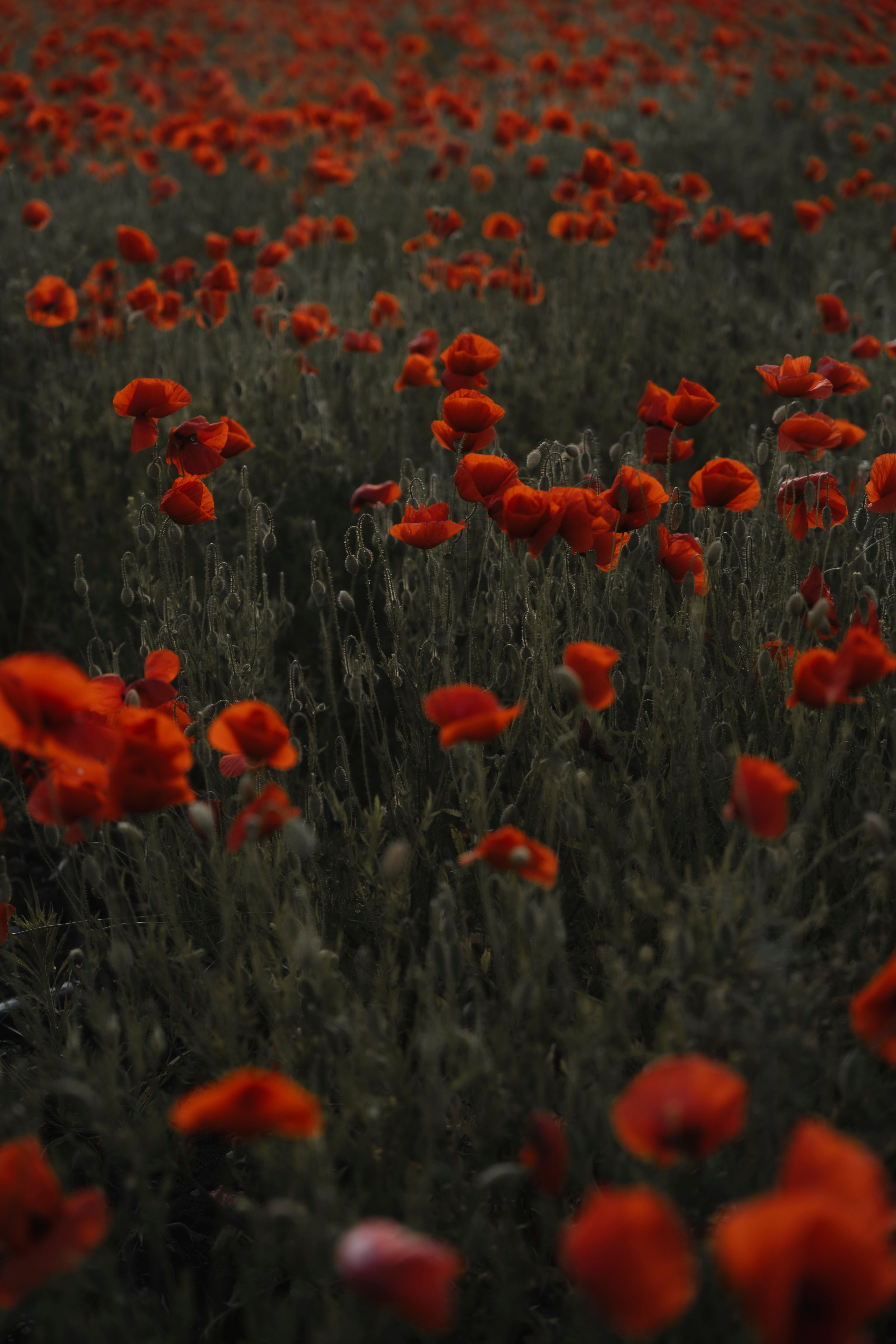 Captivating view of red poppies in a lush meadow in Leipzig, captured at twilight.