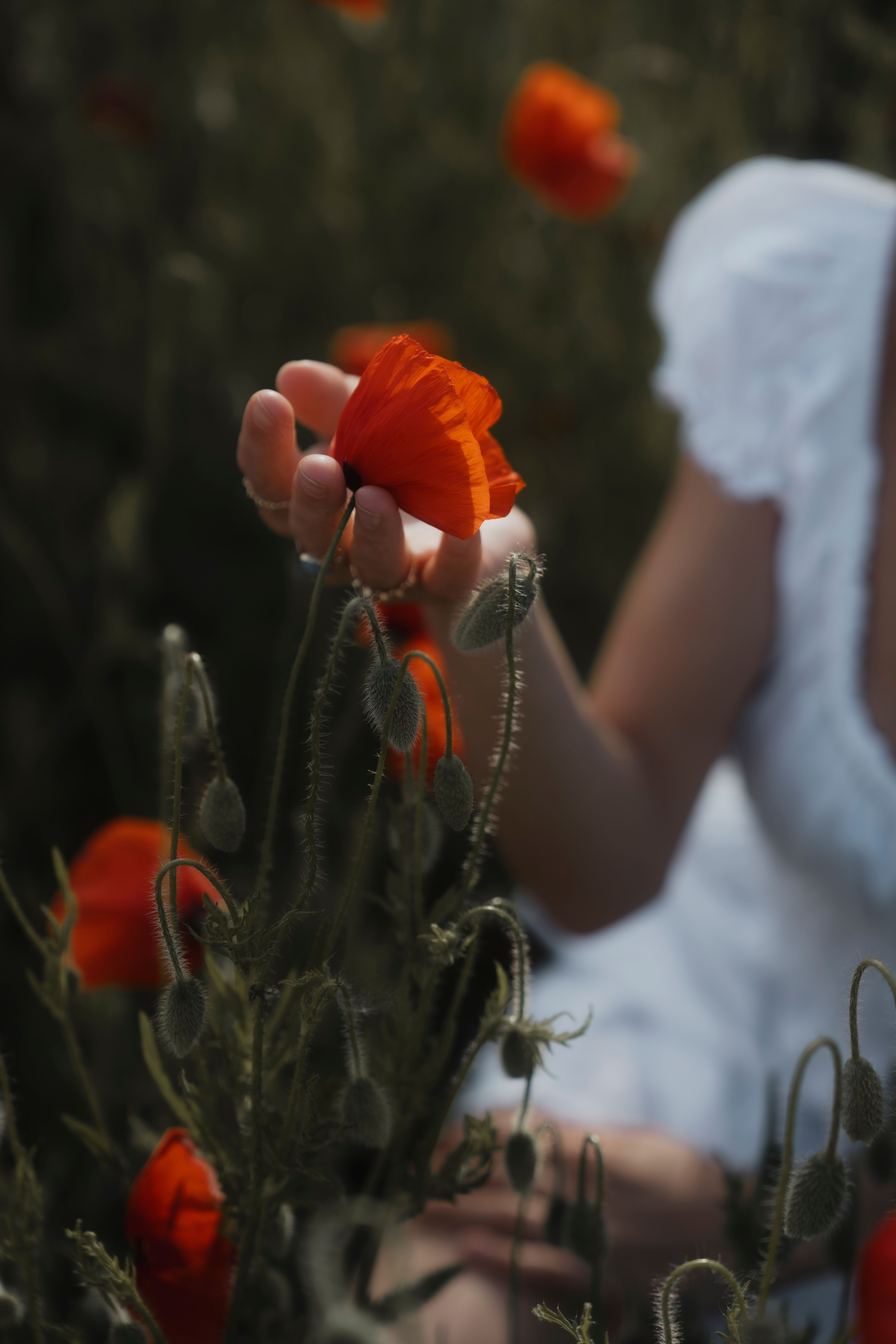 A young woman in a white dress holding a red poppy flower in an outdoor field setting.
