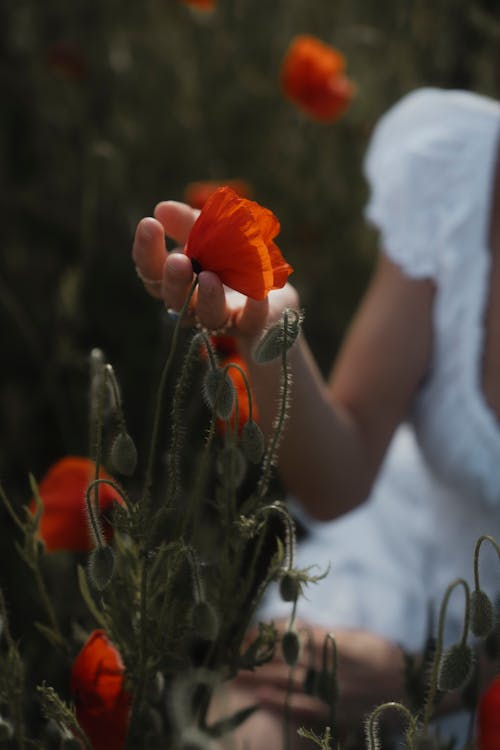 Foto profissional grátis de adulto, alimento, amor