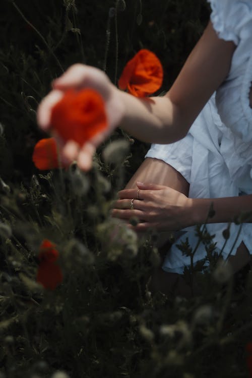 Kostnadsfri bild av blommor, håller, hand