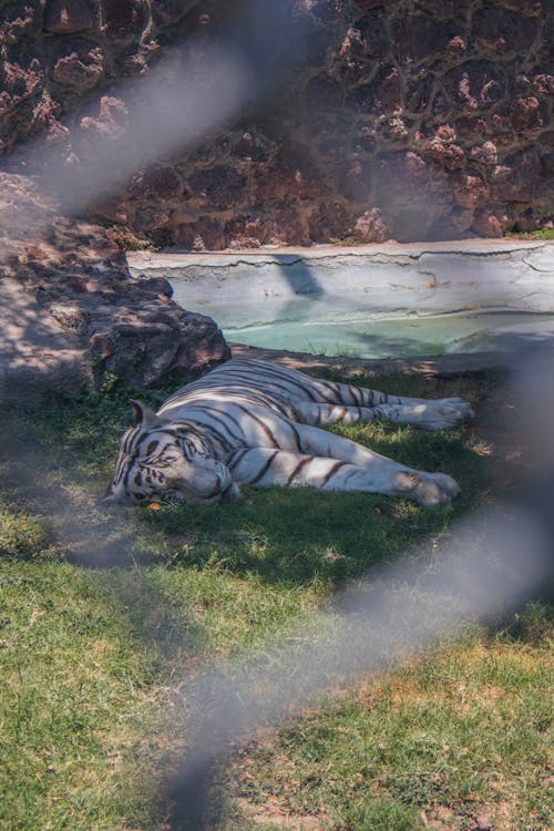 Ilmainen kuvapankkikuva tunnisteilla bengali-tiikeri, eläin, eläintarha