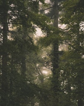 Serene misty forest landscape in Yamagata, capturing nature's tranquility.