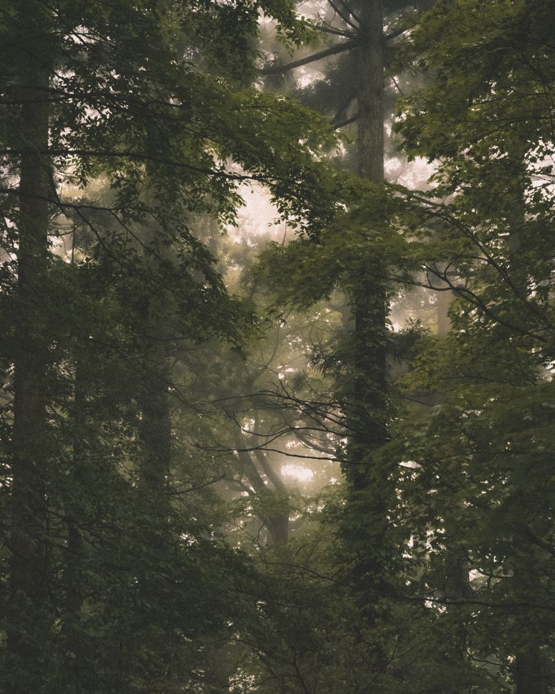 Ambient Forest Photos, Download The BEST Free Ambient Forest Stock ...