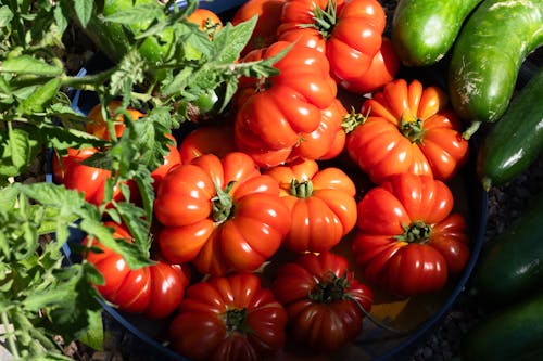 Tomatoes and cucumbers harvest