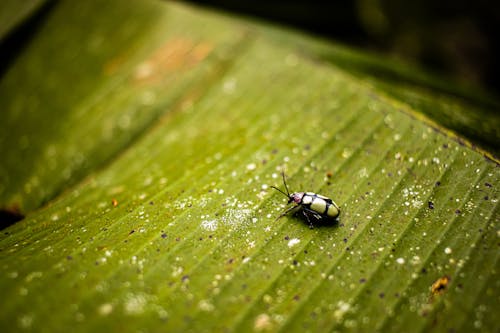Imagine de stoc gratuită din aproape, automobil beetle, biologie