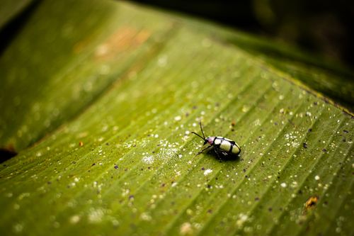Free A detailed view of a beetle perched on a green leaf, captured in natural light. Stock Photo