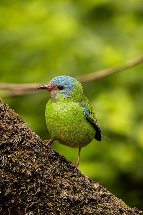 깃털, 나무, 녹색의 무료 스톡 사진