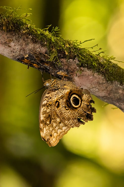 Photos gratuites de animal, arbre, bois