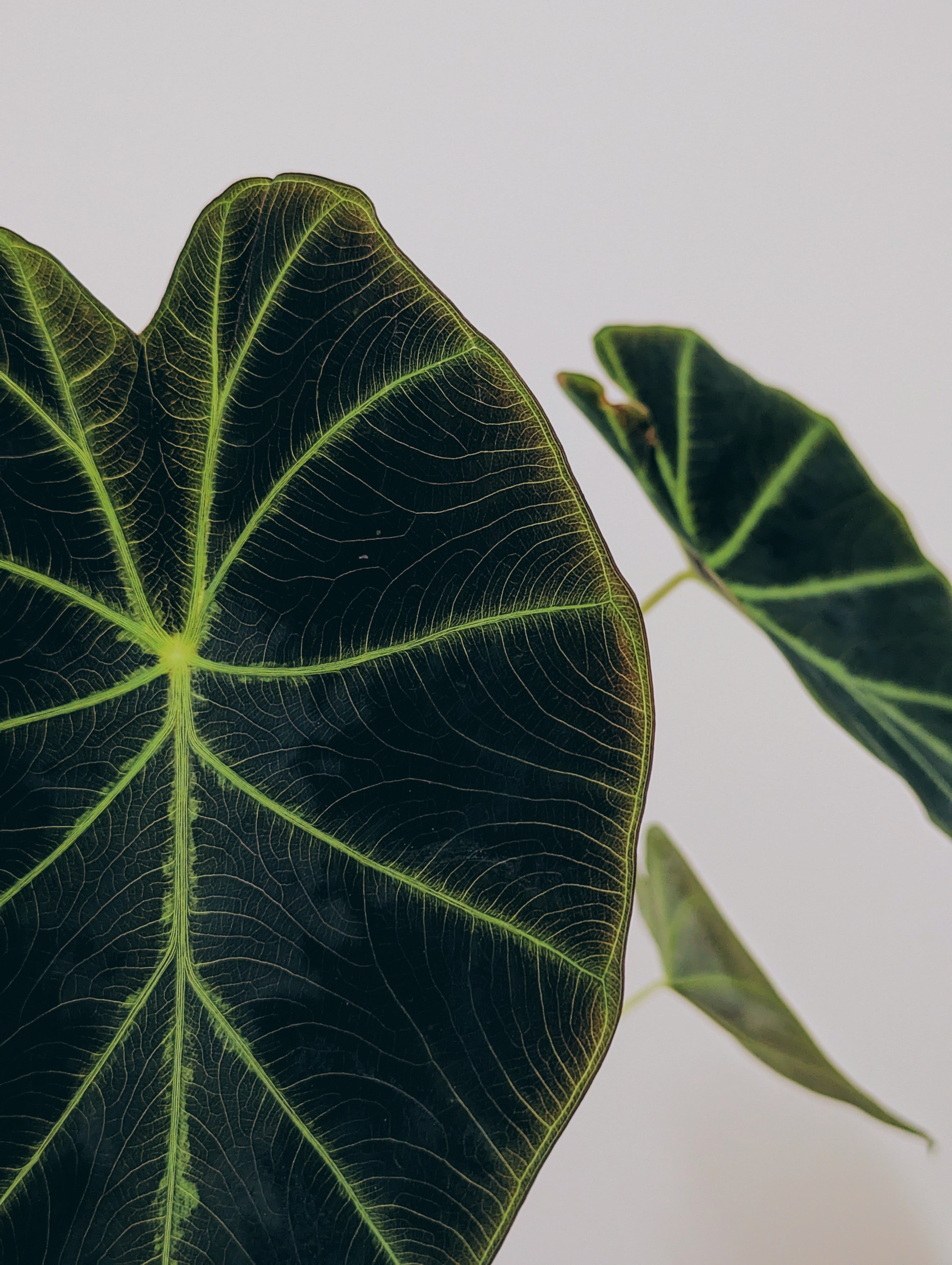 De franc Foto d'estoc gratuïta de alocàsia, amant de les plantes, botànic Foto d'estoc