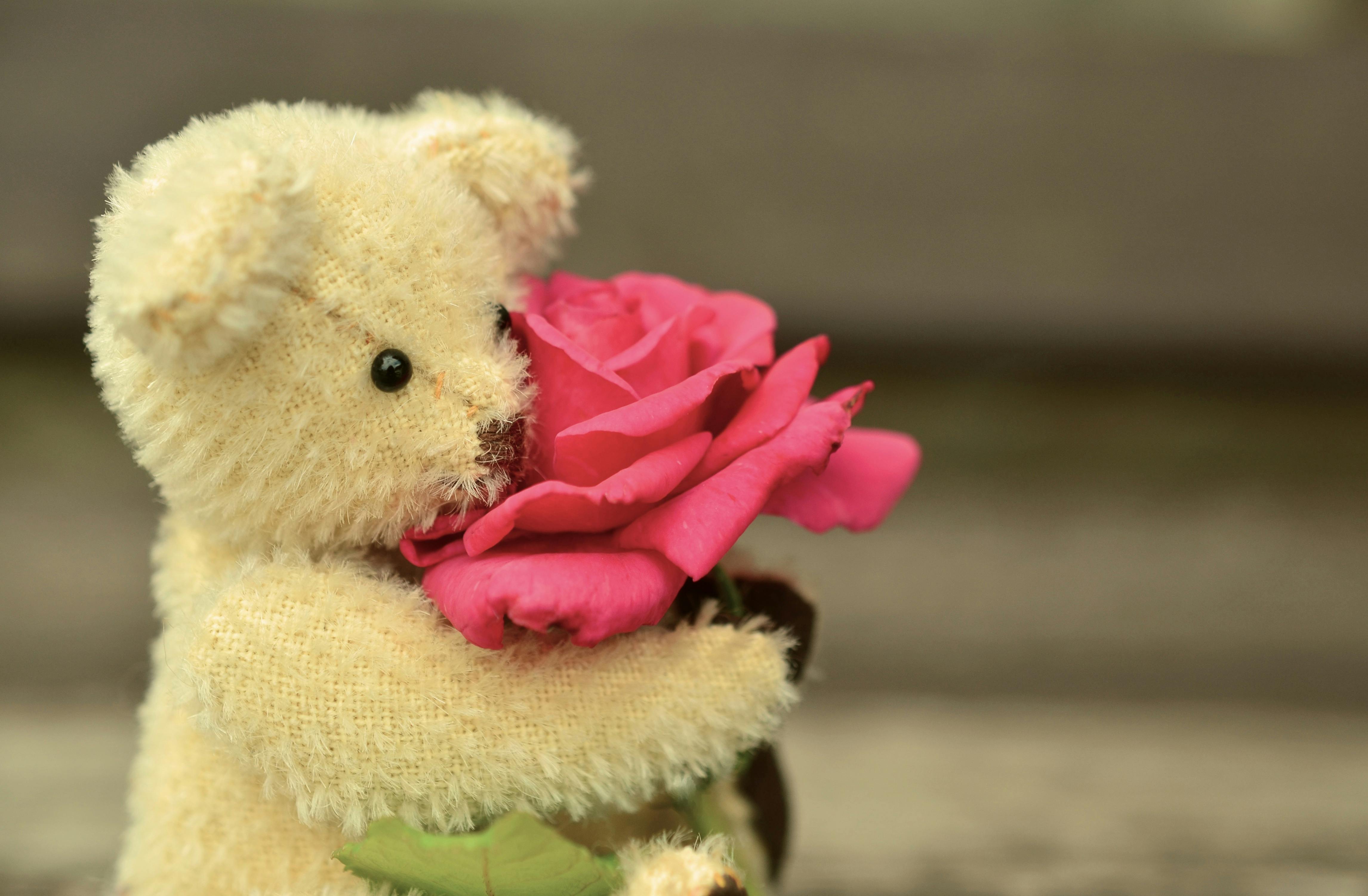 Foto Stok Gratis Tentang Boneka Beruang Boneka Binatang Cinta