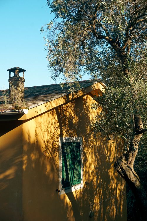 Free house & olive tree Stock Photo