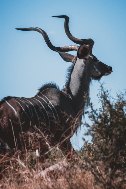 Бесплатное стоковое фото с Антилопа, Африка, африканская дикая природа