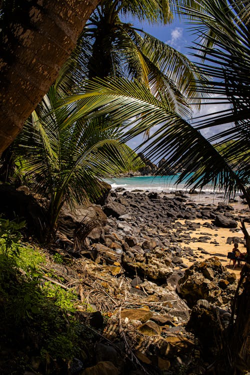 açık, ada, ağaç içeren Ücretsiz stok fotoğraf