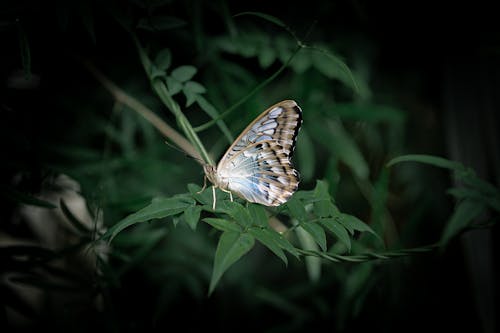 Close-Up Photo of Butterfly